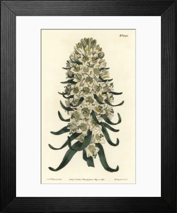 Framed Print : Pyrenean bellflower, Campanula speciosa Framed Print : Pyrenean bellflower, Campanula speciosa