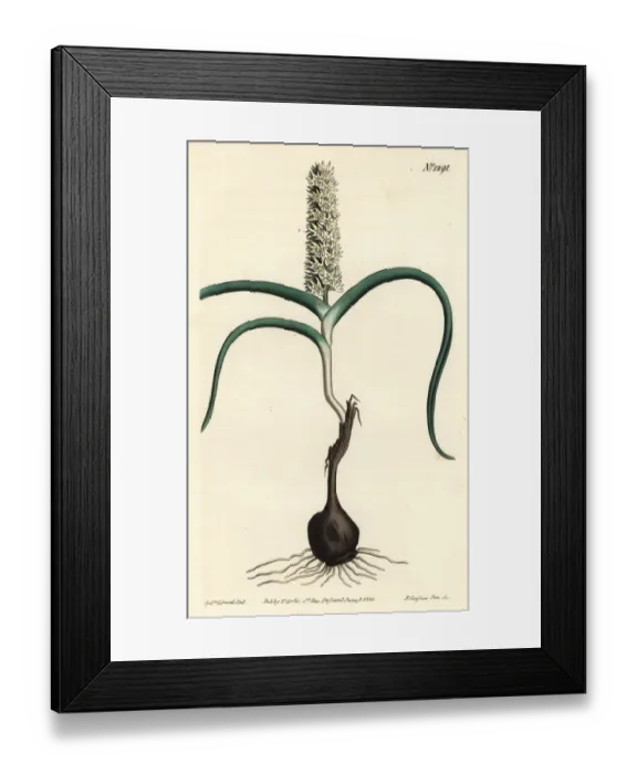 Framed Print : Wurmbea monopetala Framed Print : Wurmbea monopetala