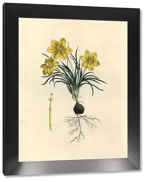 Clockflower, Moraea fugacissima
