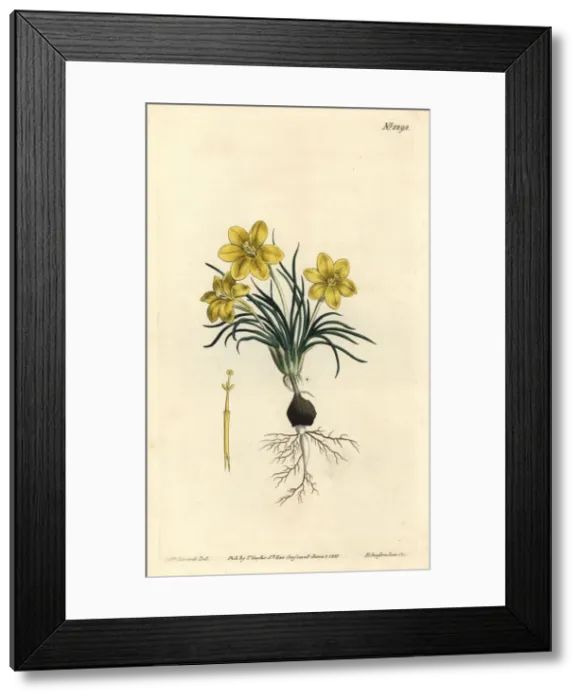 Framed Print : Clockflower, Moraea fugacissima Framed Print : Clockflower, Moraea fugacissima