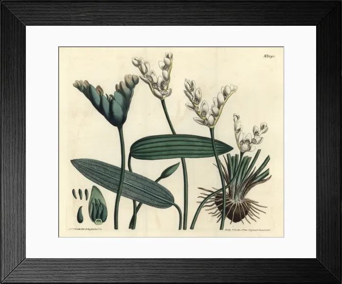 Framed Print : Cape-pondweed, Aponogeton distachyos Framed Print : Cape-pondweed, Aponogeton distachyos