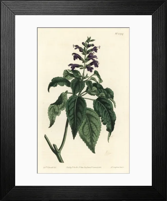 Framed Print : Salvia lamiifolia Framed Print : Salvia lamiifolia