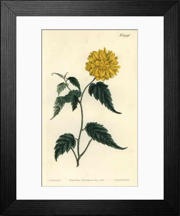 Framed Print : Double-flowered Japanese rose, Kerria japonica Framed Print : Double-flowered Japanese rose, Kerria japonica