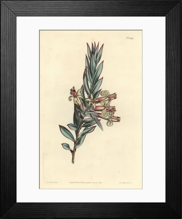 Framed Print : Cluster flowered styphelia, Styphelia triflora Framed Print : Cluster flowered styphelia, Styphelia triflora