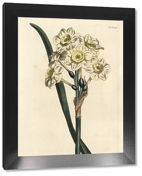 Bunch-flowered daffodil, Narcissus tazetta