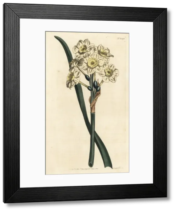 Framed Print : Bunch-flowered daffodil, Narcissus tazetta Framed Print : Bunch-flowered daffodil, Narcissus tazetta
