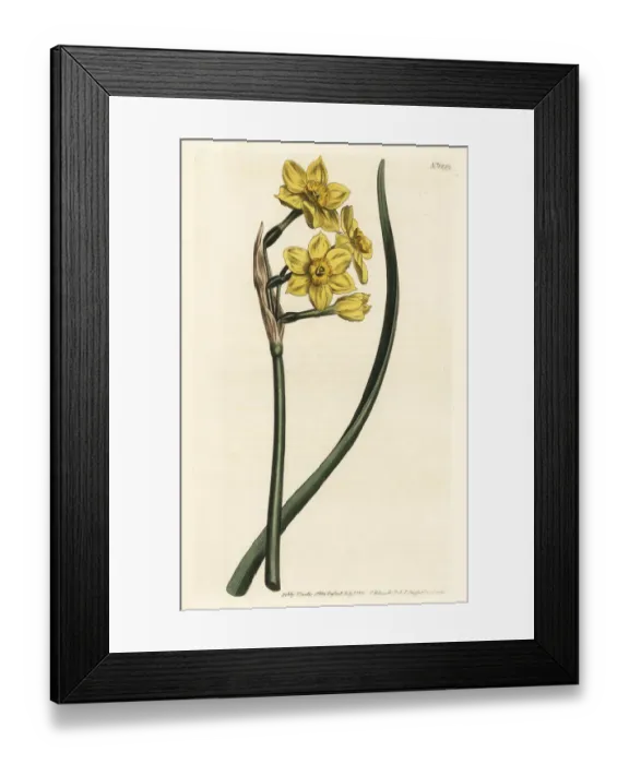 Framed Print : Bunch-flowered daffodil, Narcissus tazetta subsp. aureus Framed Print : Bunch-flowered daffodil, Narcissus tazetta subsp. aureus