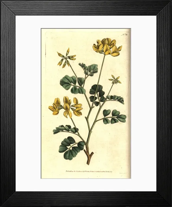 Framed Print : Scorpion vetch, Coronilla valentina subsp. glauca Framed Print : Scorpion vetch, Coronilla valentina subsp. glauca
