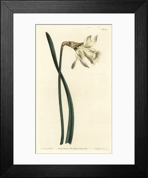 Framed Print : Smaller white Spanish daffodil, Narcissus Framed Print : Smaller white Spanish daffodil, Narcissus