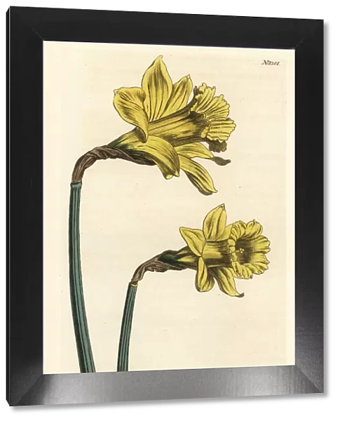 Spanish daffodil, Narcissus hispanicus