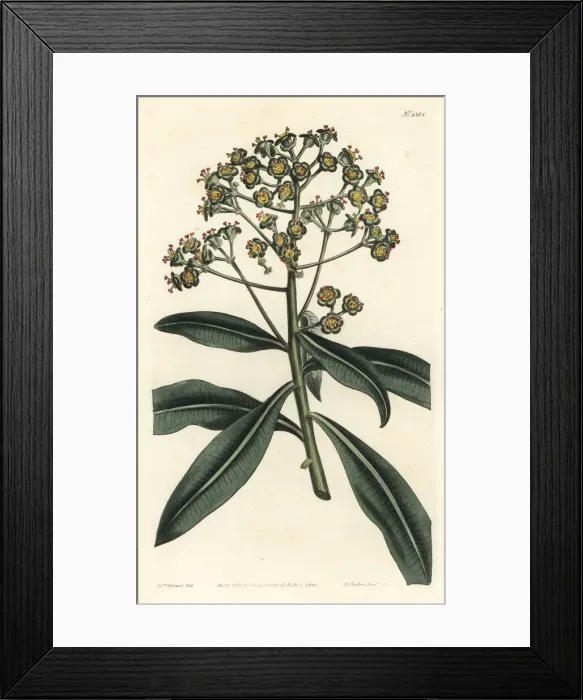 Framed Print : Honey spurge, Euphorbia mellifera Framed Print : Honey spurge, Euphorbia mellifera