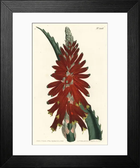Framed Print : Narrow leaved sword aloe, Aloe arborescens Framed Print : Narrow leaved sword aloe, Aloe arborescens