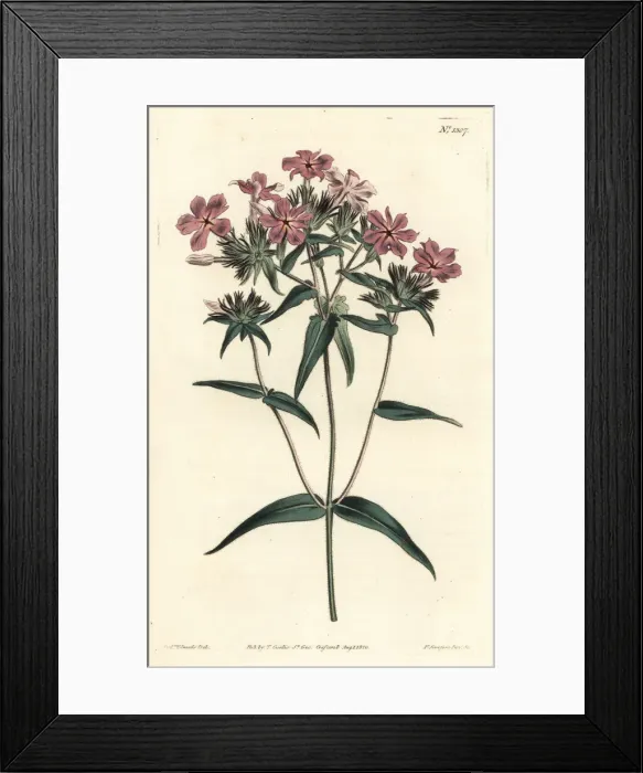 Framed Print : Hairy phlox or lychnidea, Phlox pilosa