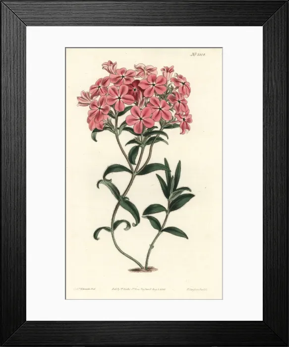 Framed Print : Frasers hairy phlox, Phlox amoena Framed Print : Frasers hairy phlox, Phlox amoena
