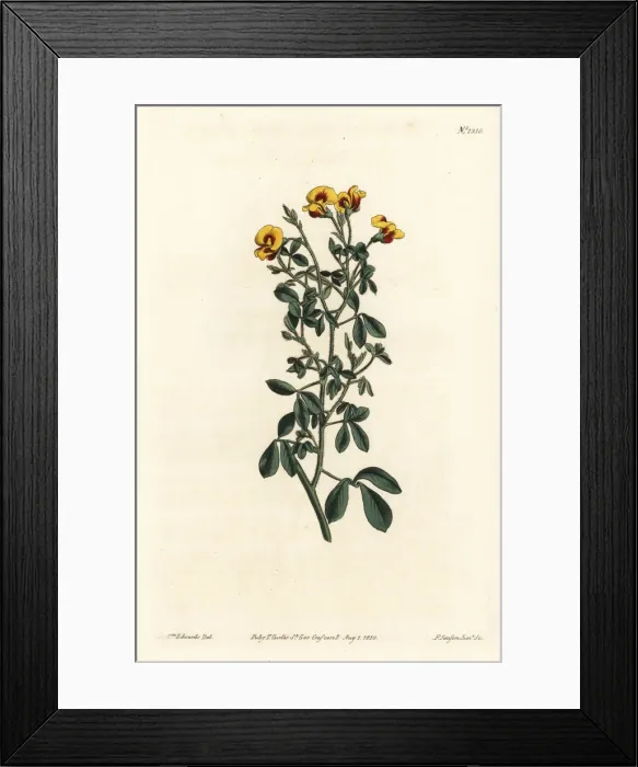 Framed Print : Hairy goodia, Goodia lotifolia var. pubescens Framed Print : Hairy goodia, Goodia lotifolia var. pubescens