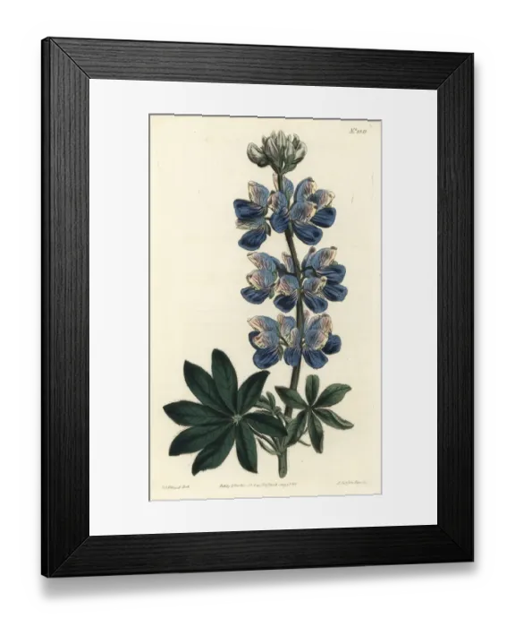 Framed Print : Nootka-Sound lupin, Lupinus nootkatensis Framed Print : Nootka-Sound lupin, Lupinus nootkatensis