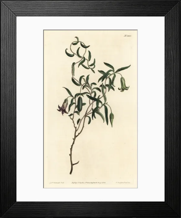 Framed Print : Apple berry, Billardiera mutabilis Framed Print : Apple berry, Billardiera mutabilis