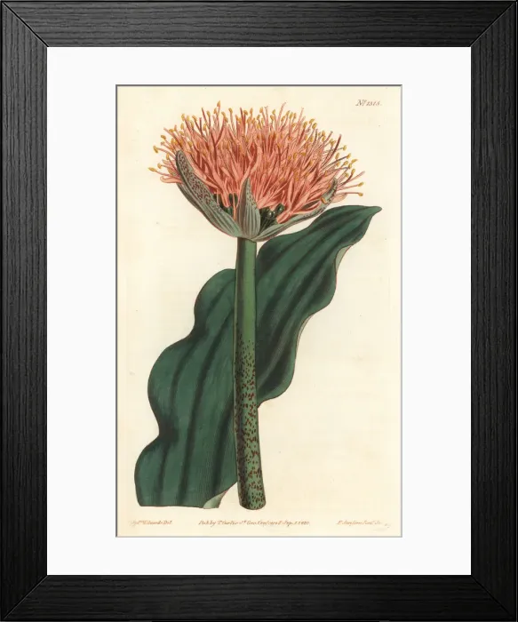Framed Print : Paintbrush lily, Scadoxus puniceus Framed Print : Paintbrush lily, Scadoxus puniceus