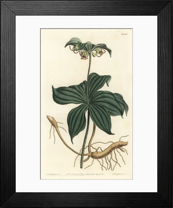 Framed Print : Indian cucumber, Medeola virginiana Framed Print : Indian cucumber, Medeola virginiana