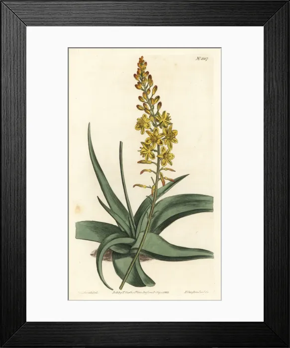 Framed Print : Bulbine alooides Framed Print : Bulbine alooides