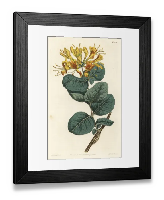 Framed Print : Yellow-flowered woodbine, Lonicera flava Framed Print : Yellow-flowered woodbine, Lonicera flava