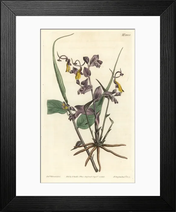 Framed Print : Globba radicalis Framed Print : Globba radicalis