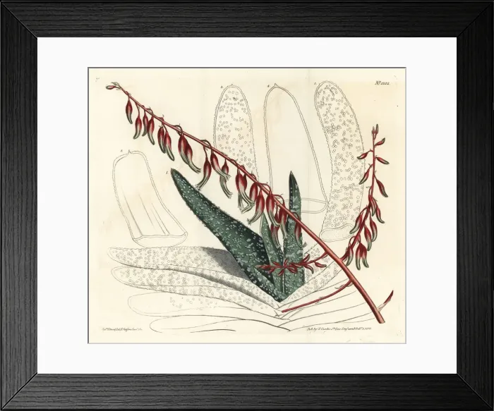 Framed Print : Fan aloe, Aloe plicatilis Framed Print : Fan aloe, Aloe plicatilis