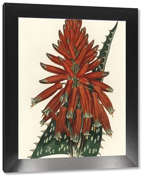 Soap or zebra aloe, Aloe maculata