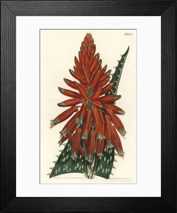 Framed Print : Soap or zebra aloe, Aloe maculata Framed Print : Soap or zebra aloe, Aloe maculata