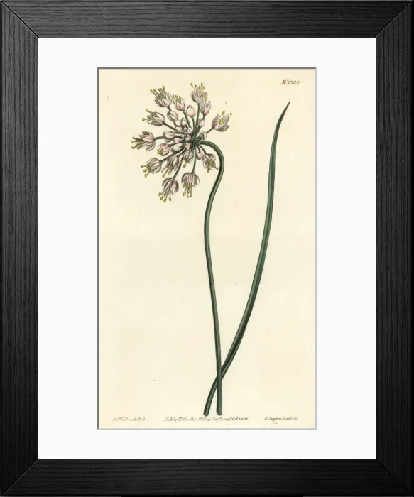 Framed Print : Nodding onion, Allium cernuum Framed Print : Nodding onion, Allium cernuum
