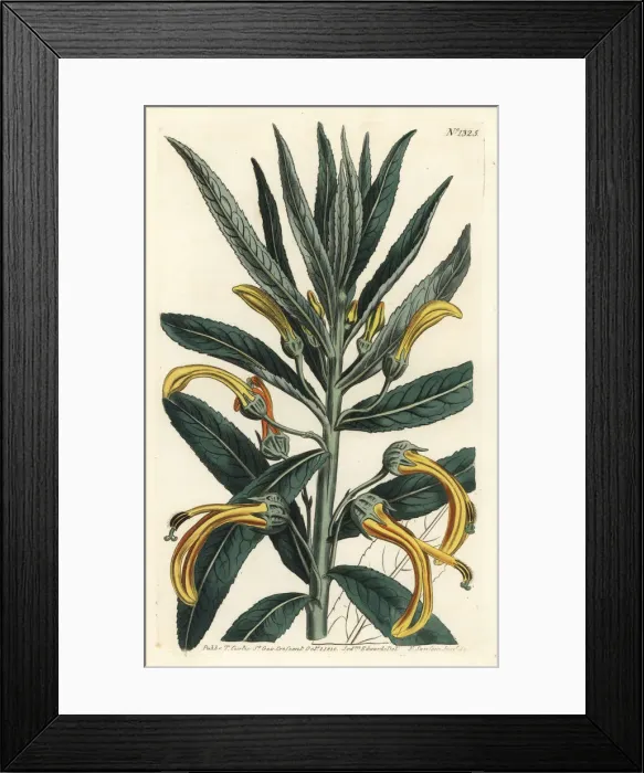 Framed Print : Siphocampylus giganteus (endangered) Framed Print : Siphocampylus giganteus (endangered)