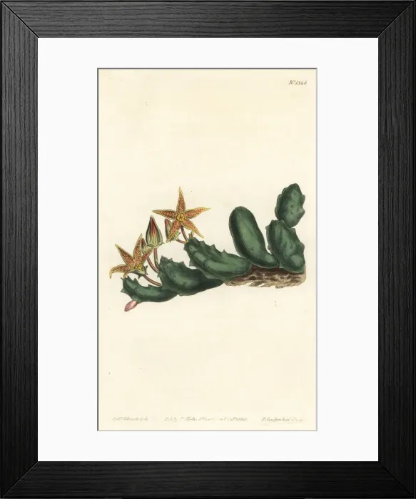Framed Print : Stisseria geminata Framed Print : Stisseria geminata