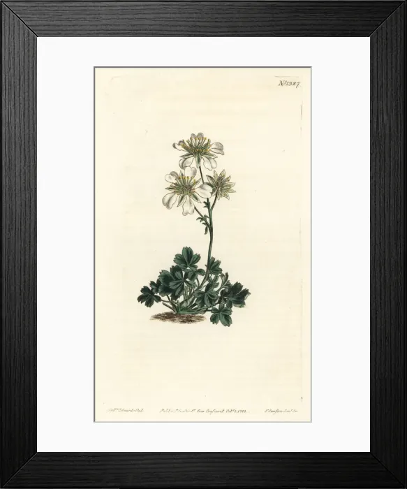 Framed Print : Clusius cinquefoil, Potentilla clusiana Framed Print : Clusius cinquefoil, Potentilla clusiana