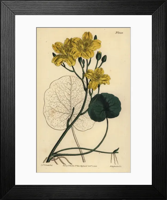 Framed Print : Running buck bean, Menyanthes sarmentosa Framed Print : Running buck bean, Menyanthes sarmentosa