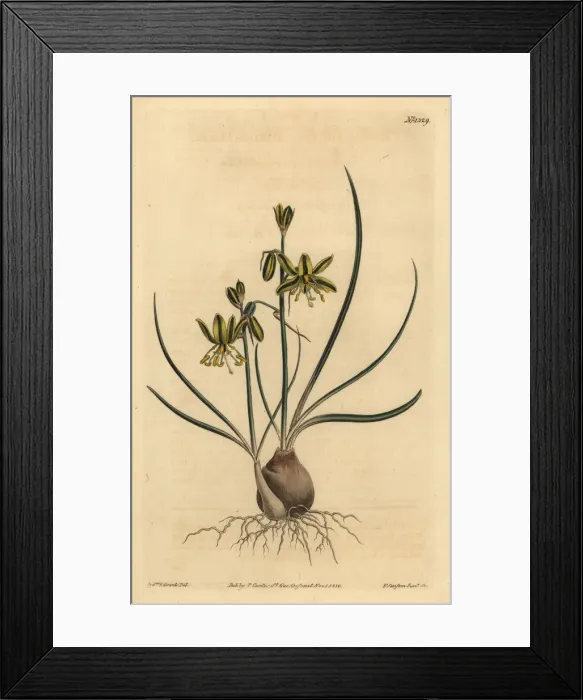 Framed Print : Riband albuca, Albuca vittata Framed Print : Riband albuca, Albuca vittata