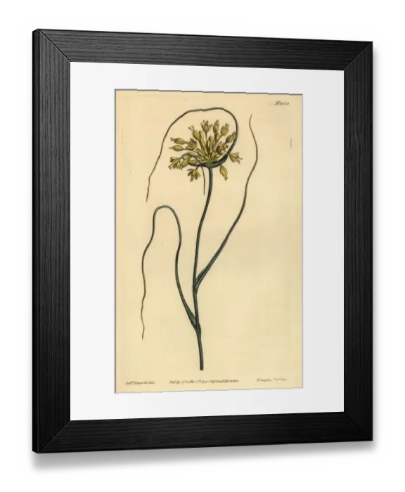 Framed Print : Yellow garlic, Allium flavum Framed Print : Yellow garlic, Allium flavum
