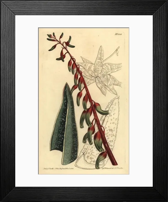 Framed Print : Keeled gasteria, Gasteria carinata Framed Print : Keeled gasteria, Gasteria carinata