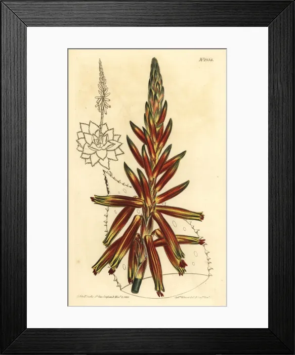 Framed Print : Short leaved aloe, Aloe brevifolia var. depressa Framed Print : Short leaved aloe, Aloe brevifolia var. depressa