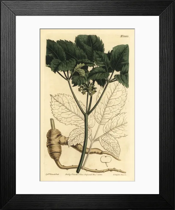 Framed Print : American ginseng, Panax quinquefolius Framed Print : American ginseng, Panax quinquefolius
