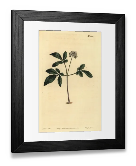 Framed Print : Dwarf ginseng, Panax trifolius Framed Print : Dwarf ginseng, Panax trifolius