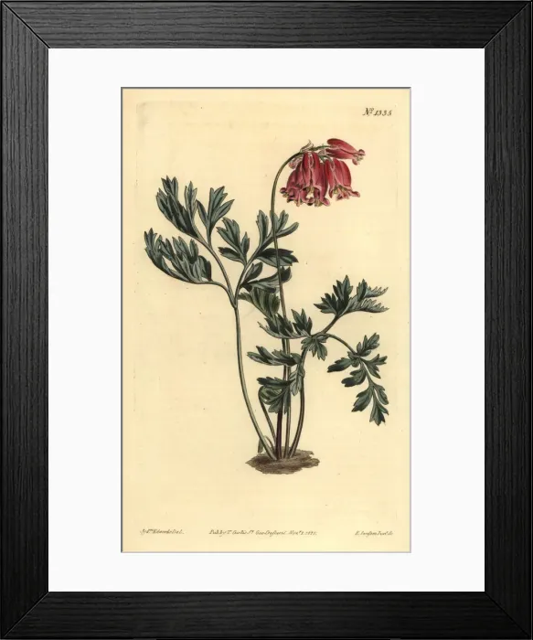 Framed Print : Wild bleeding heart, Dicentra formosa Framed Print : Wild bleeding heart, Dicentra formosa