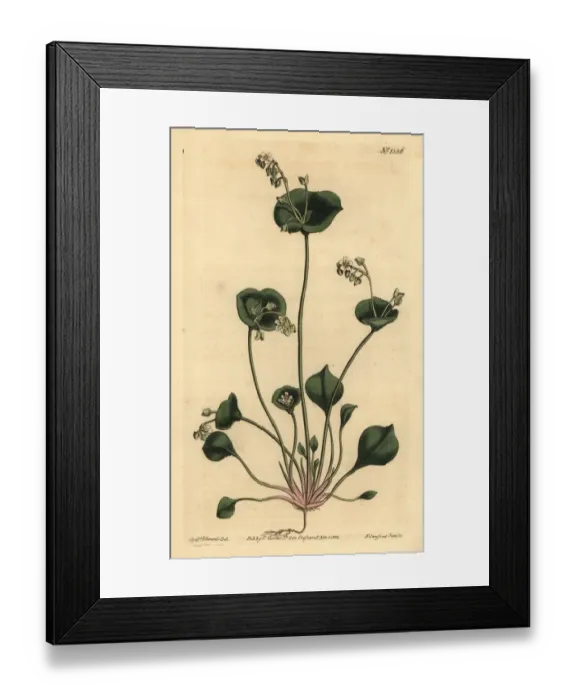 Framed Print : Indian lettuce, Claytonia perfoliata Framed Print : Indian lettuce, Claytonia perfoliata