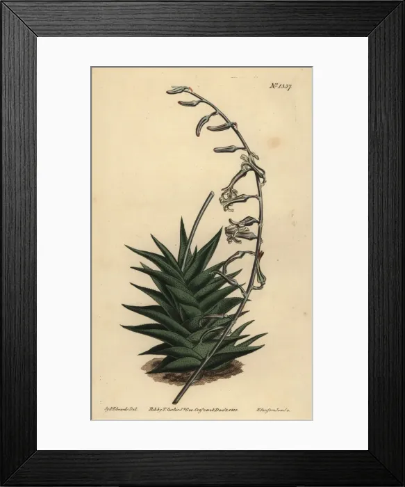Framed Print : Haworthia viscosa Framed Print : Haworthia viscosa