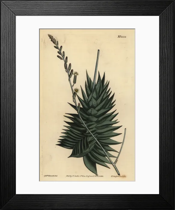 Framed Print : Astroloba spiralis Framed Print : Astroloba spiralis
