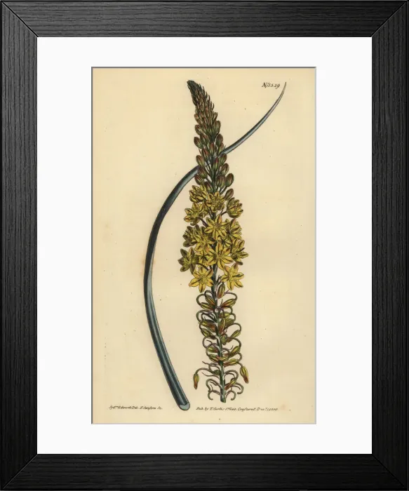 Framed Print : Bulbine asphodeloides Framed Print : Bulbine asphodeloides