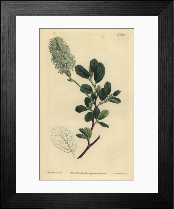Framed Print : American wych hazel, Fothergilla gardenii Framed Print : American wych hazel, Fothergilla gardenii