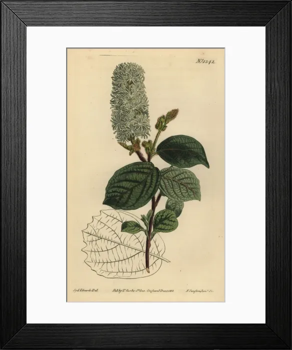 Framed Print : American wych hazel, Fothergilla gardenii Framed Print : American wych hazel, Fothergilla gardenii