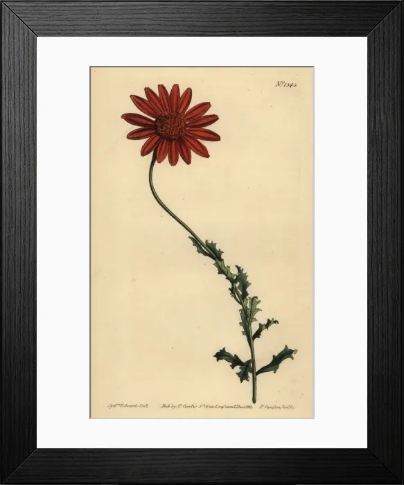 Framed Print : Clammy arctotis, Arctotis glutinosa Framed Print : Clammy arctotis, Arctotis glutinosa
