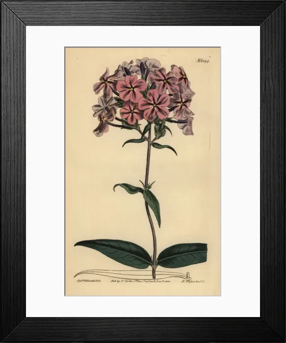 Framed Print : Thickleaf phlox, Phlox carolina Framed Print : Thickleaf phlox, Phlox carolina