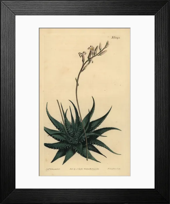 Framed Print : Hankey dwarf aloe, Haworthia attenuata var. radula Framed Print : Hankey dwarf aloe, Haworthia attenuata var. radula